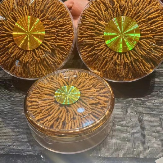 理塘县虫草