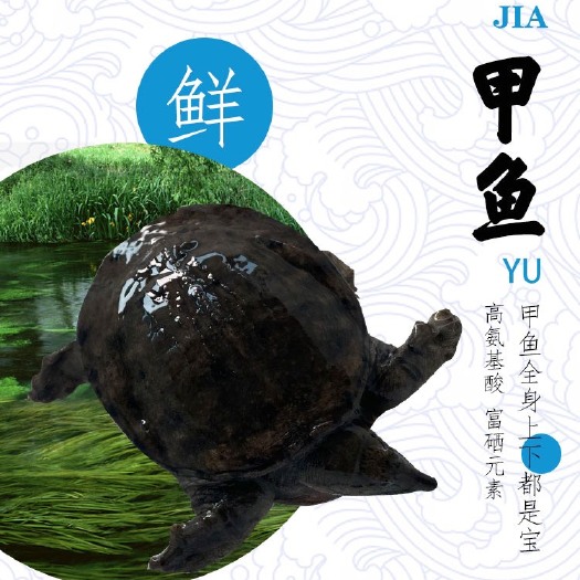 兴化市甲鱼自然生长