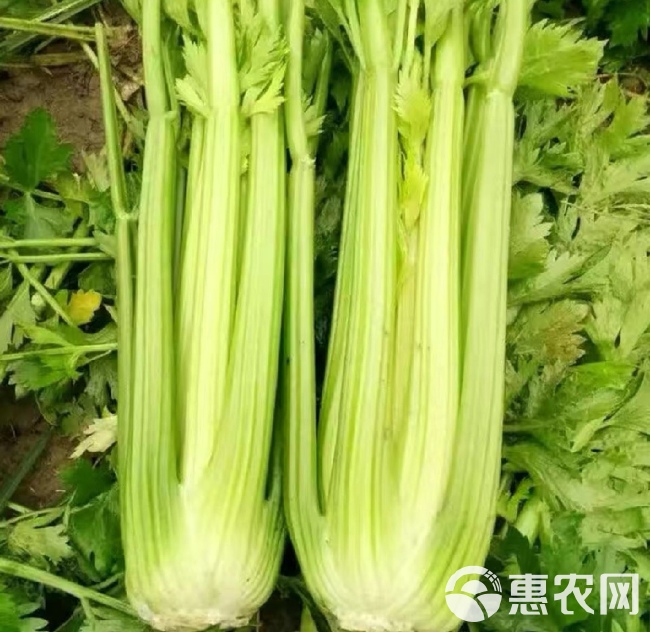 西芹种子 大肉西芹种子芹菜种籽肉厚实芹脆爽阳台盆栽庭院农家菜