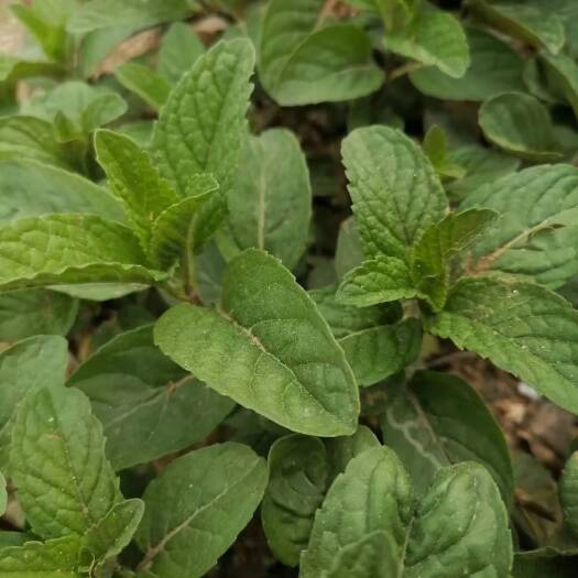 唐河县薄荷苗清香型薄荷驱蚊草花卉四季常青阳台盆栽