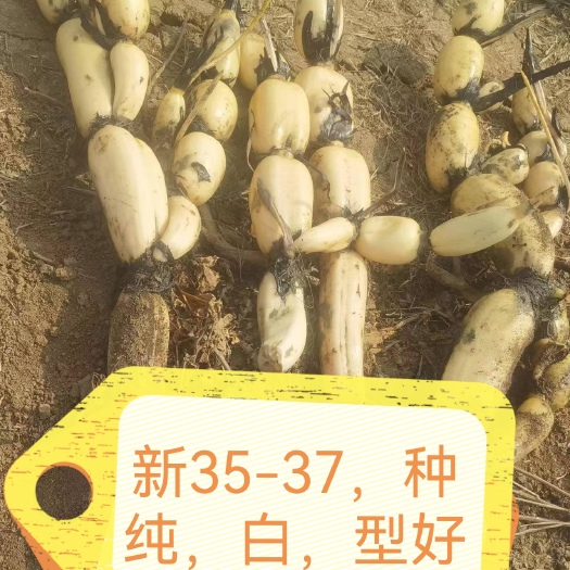 淅川县淅川莲藕纯种35-37型好，质白