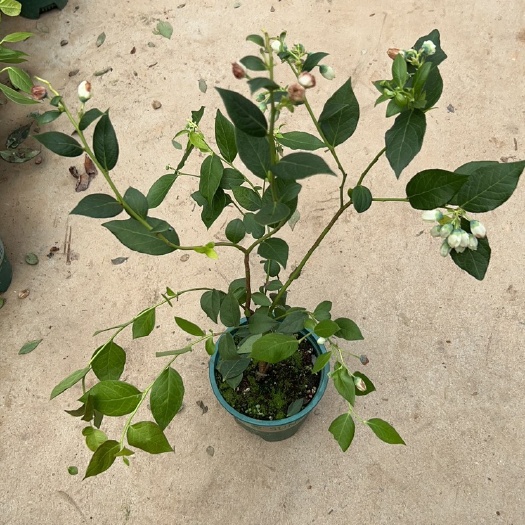 佛山蓝莓树带花大果品种蓝莓果树苗盆栽果树