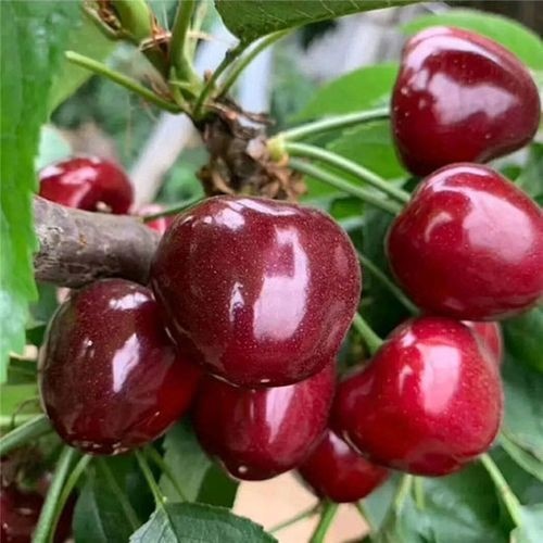 咸阳吉塞拉矮化大樱桃车厘子苗 塔玛拉 科迪亚 雷杰拉 俄罗斯八号