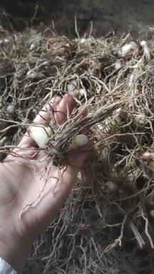 筠连县白芨鲜货通货