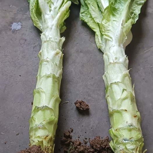 新泰市三青莴苣