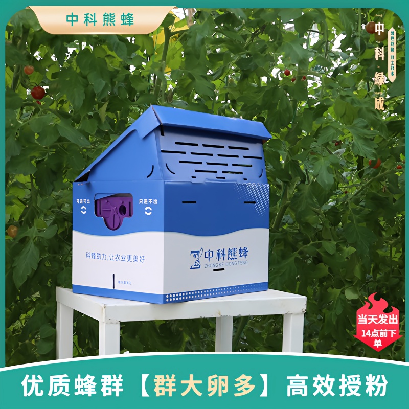 广饶县中科熊蜂【绿成直销】通用授粉熊蜂蜂王卵多活跃大棚授粉熊蜂包邮