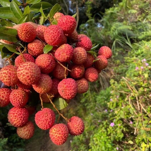 高州市高州荔枝 自家果园种植 主产 妃子笑 桂味 甜而多汁 核小