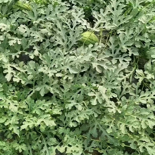 特小凤西瓜