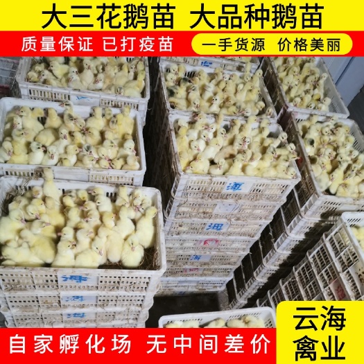 原阳县大泰州鹅苗  泰州品种保证 出壳防疫