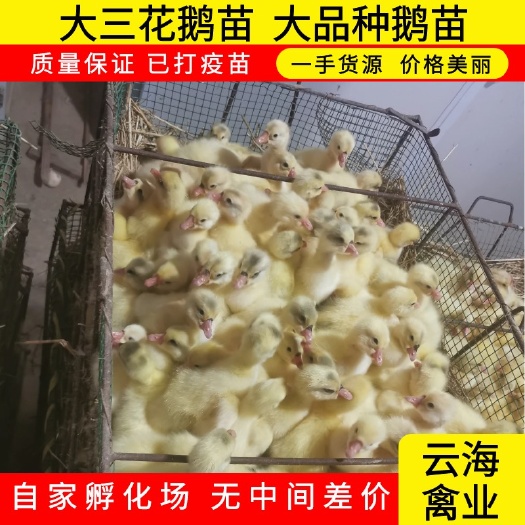 原阳县70天出栏8.5～9斤 大三花 保成活率 出壳防疫 品种好