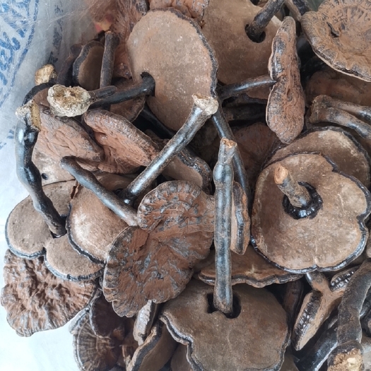 怀集县粉灵芝