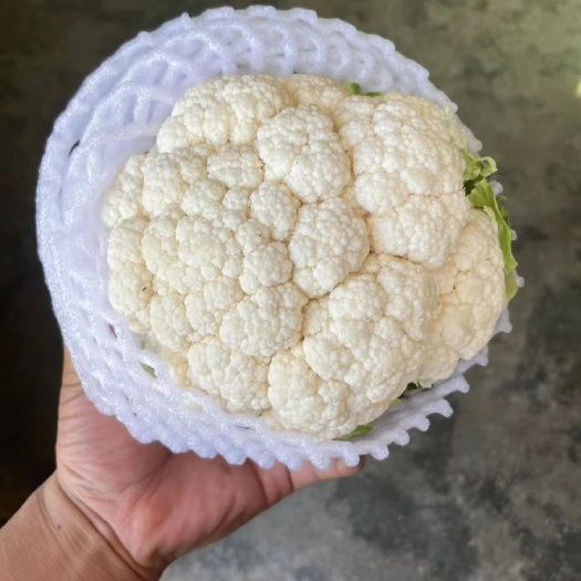 邯郸菜花  花椰菜蔬菜产地精品蔬菜 各种品质 新鲜货加工厂