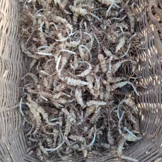 甘露子 宝塔菜 地环 甘露儿