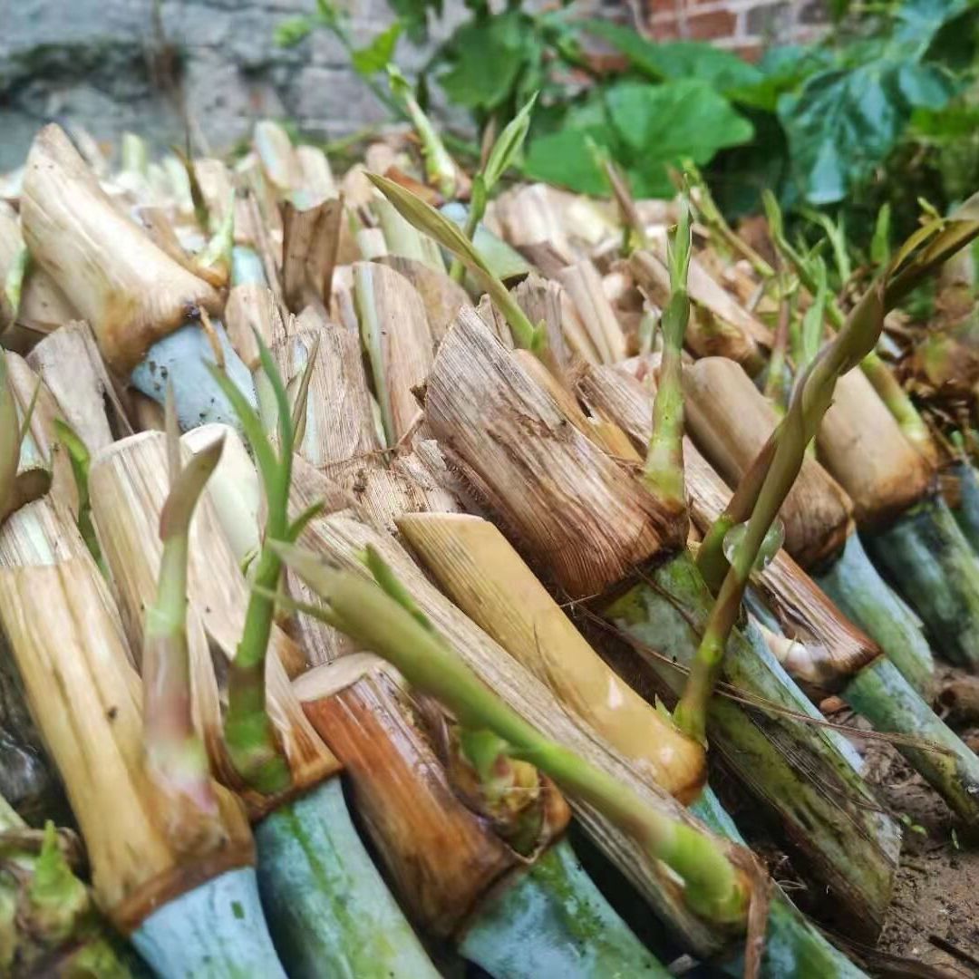 【精选】巨菌草皇竹草红象草甜象草牧草王等牛羊马食用多年生牧草