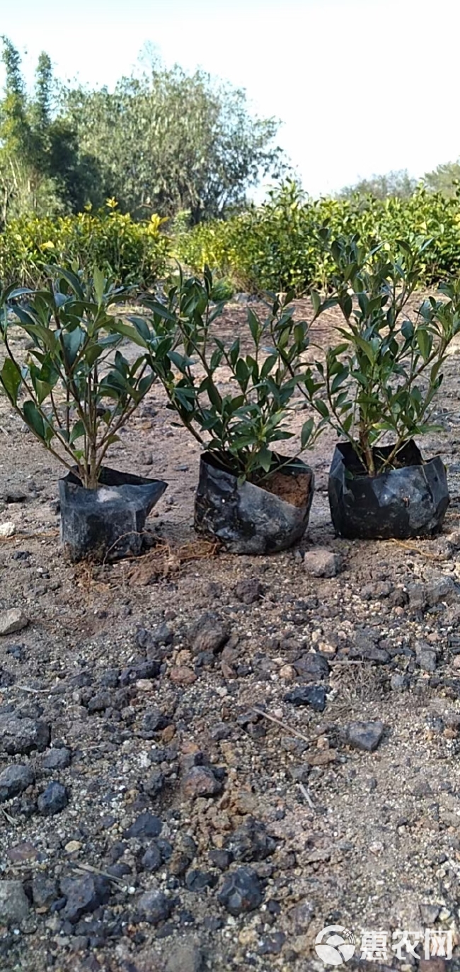 福建漳州苗木花草小叶栀子花基地直供家用苗工程苗批发