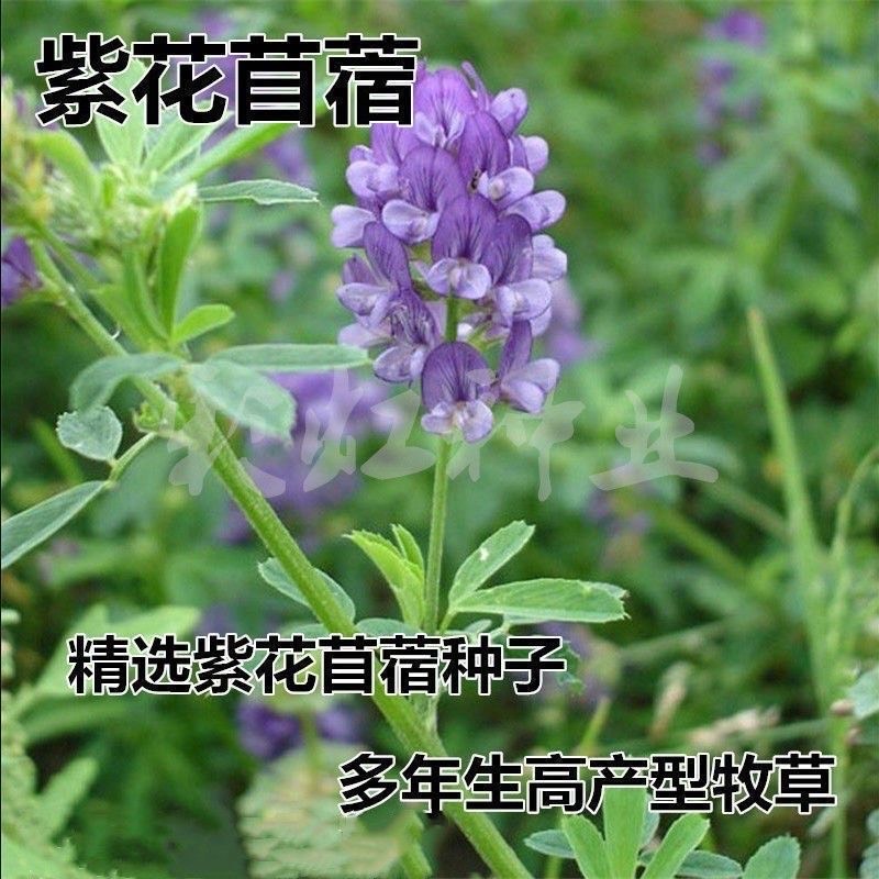 嘉祥县紫花苜蓿种子耐寒耐旱多年生多次收割四季牧草