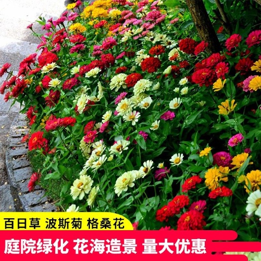沭阳县大花百日草花种子七彩重瓣百日菊花籽四季播种易活道路庭院花期长