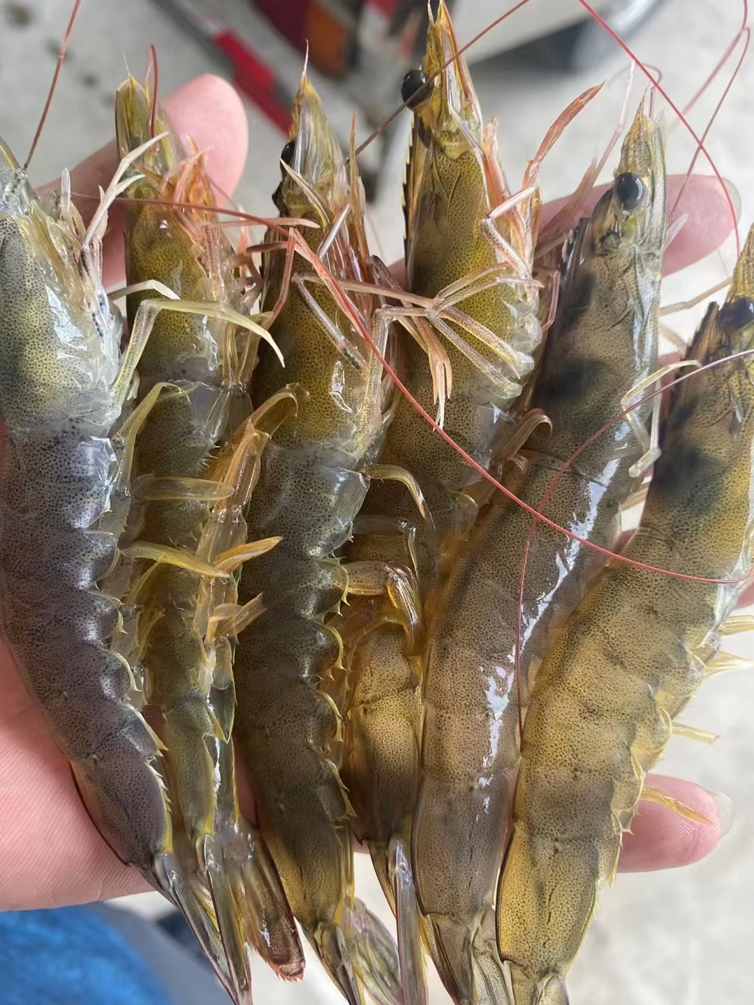 北海青虾、白对虾、大规格原条虾肉质Q弹脆囗、活虾3.6斤盒冻锁鲜
