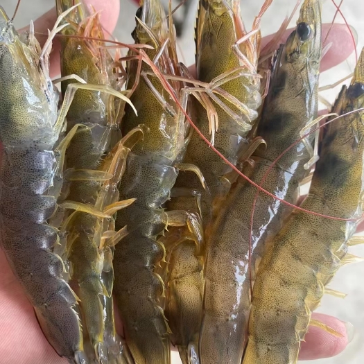 北海青虾、白对虾、大规格原条虾肉质Q弹脆囗、活虾3.6斤盒冻锁鲜