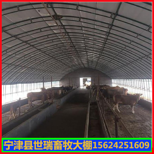 宁津县牛羊温室大棚建设养牛大棚养羊大棚牛舍大棚安装