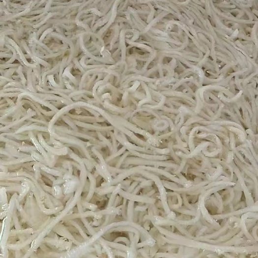 成都净重 足称 便宜毛肚白色底板丝  干净少油 火锅食材 自助餐