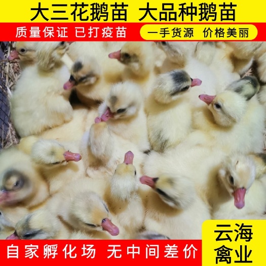 原阳县大三花鹅苗-大品种鹅苗-
