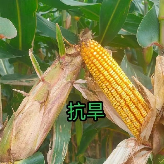 国禾303，产量不一般
