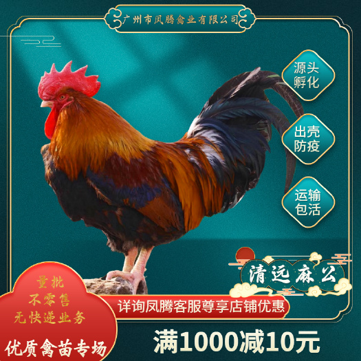 清远麻公鸡苗包打疫苗品种优良