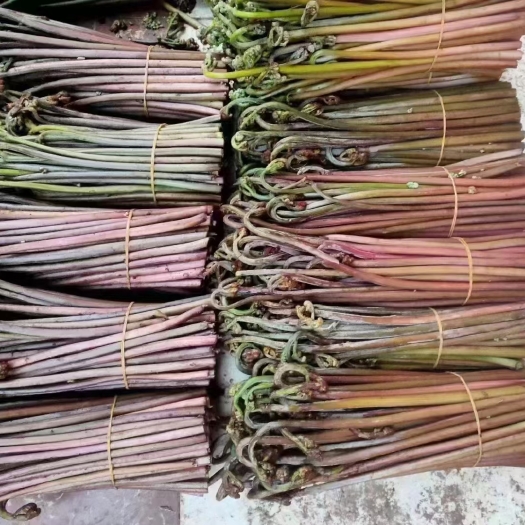 安顺蕨菜，甘甜 可口  美味佳肴