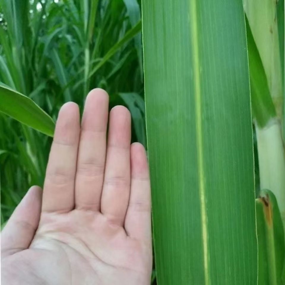 【精选】巨菌草皇竹草红象草甜象草牧草王等牛羊马食用多年生牧草