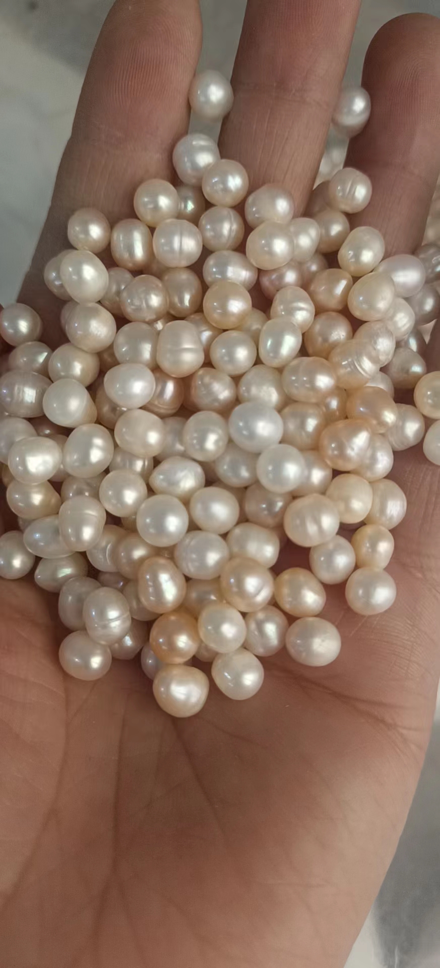 安国市珍珠  正品多年生 大小规格齐全 保质保量 一斤起包邮