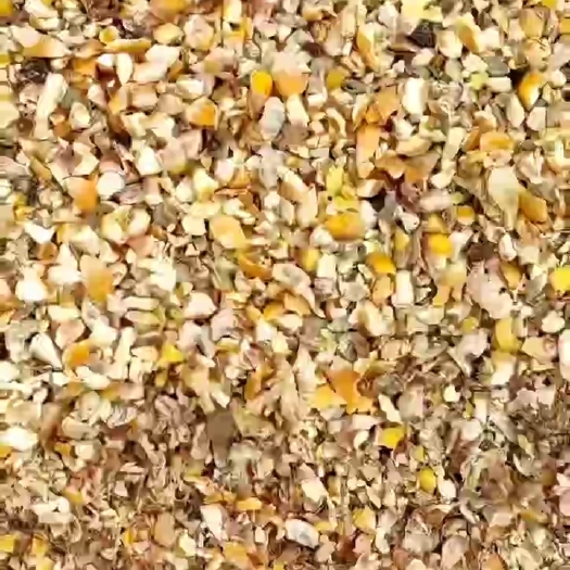 济南玉米饲料鸡鸭鹅牛羊使用