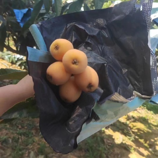 米易县米易早钟枇杷