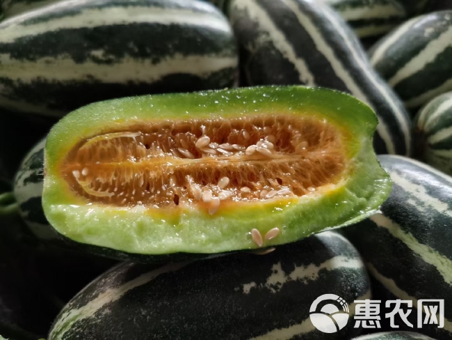 山东莘县博洋9甜瓜，产地直供，大量上市，专业代收欢迎老板选购