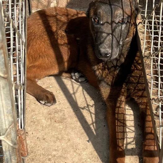 巨野县马犬
