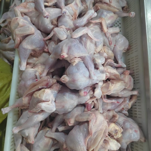 莘县各种规格西装鸡
