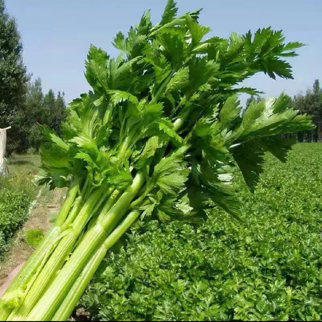 西芹种子 大肉西芹种子芹菜种籽肉厚实芹脆爽阳台盆栽庭院农家菜