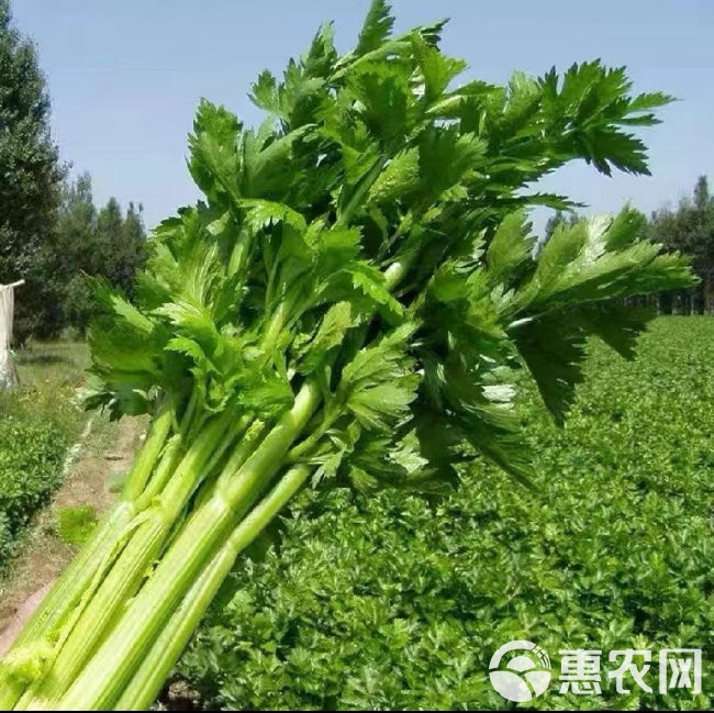 西芹种子 大肉西芹种子芹菜种籽肉厚实芹脆爽阳台盆栽庭院农家菜