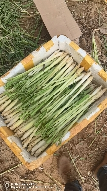 南宁香茅草大量出售