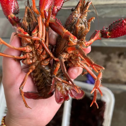 潜江市中红满肉