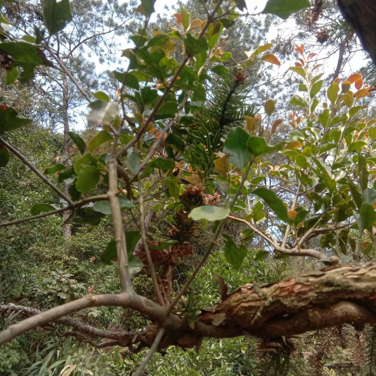 杉树寄生  杉木寄生  杉寄生   杉树软叶寄生