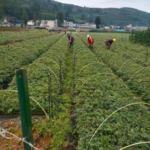 西昌市供刺槐苗，轻杯刺槐苗