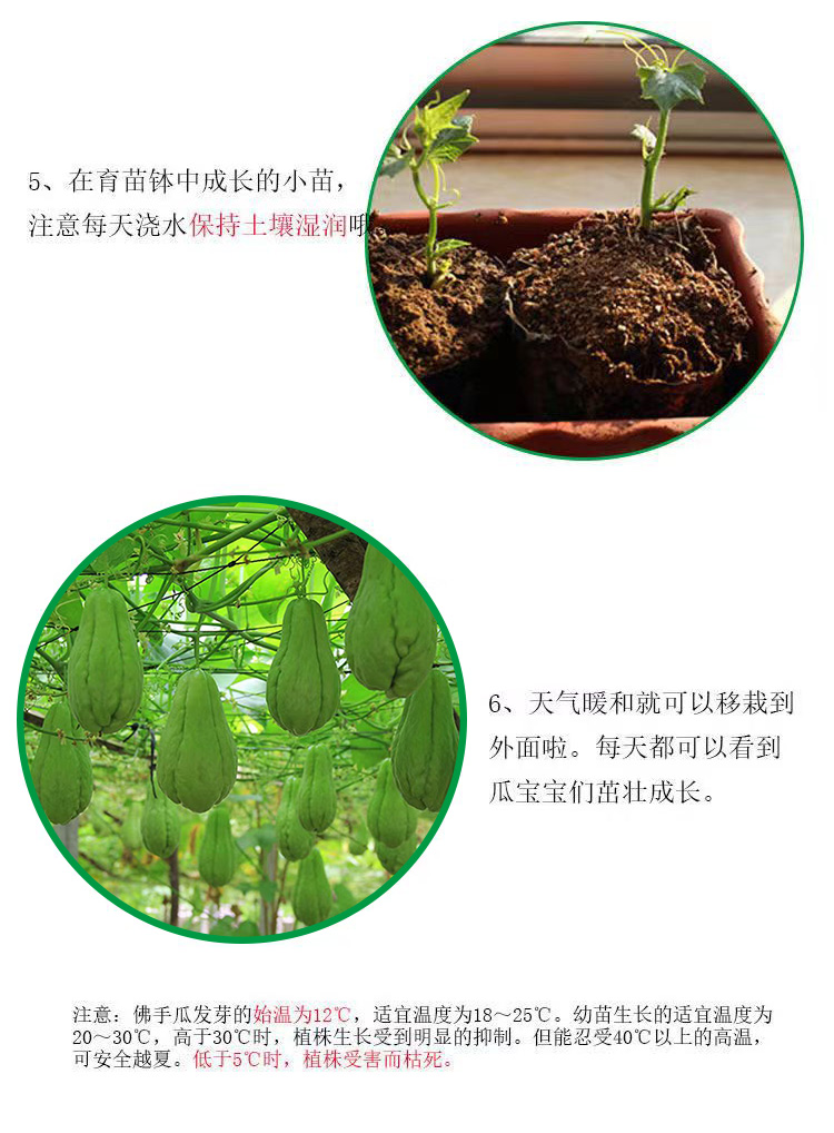 佛手瓜苗 佛手瓜种瓜 发芽佛手瓜 佛手瓜种子 带芽盆栽蔬菜