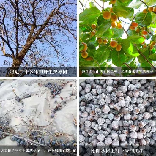 涉县野生无核黑枣特产软枣整车批发
