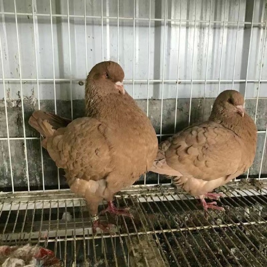 威宁县正宗元宝种鸽