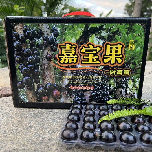 漳州【顺丰空运】树葡萄嘉宝果一件代发当天采摘当天发货礼盒包装