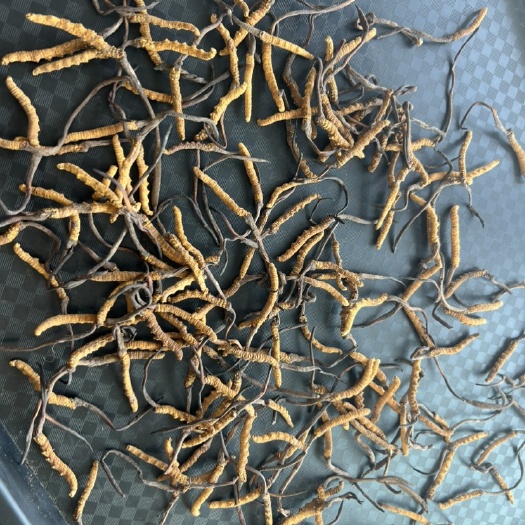 广州4100条冬虫夏草