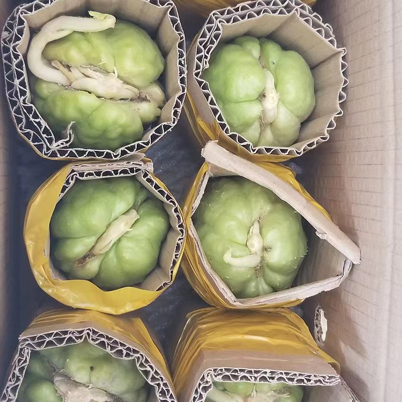佛手瓜苗 佛手瓜种瓜 发芽佛手瓜 佛手瓜种子 带芽盆栽蔬菜