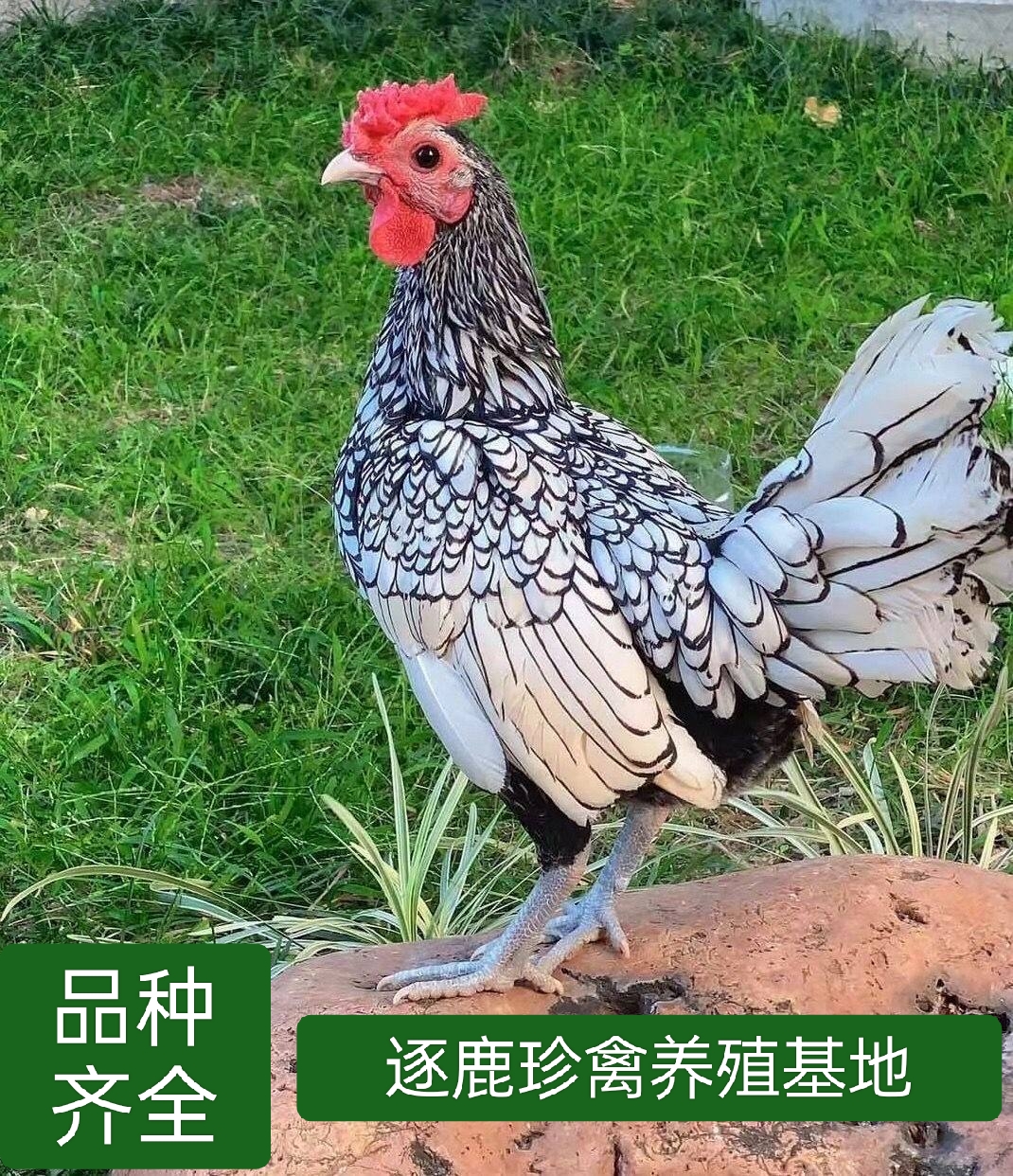 嘉祥县波兰鸡成年观赏鸡
