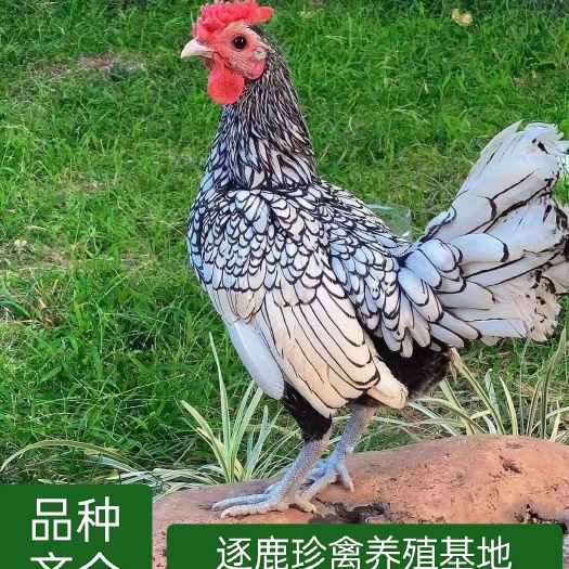 嘉祥县波兰鸡成年观赏鸡